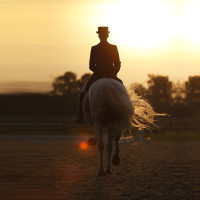 Dressuurpaard bij zonsondergang