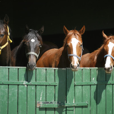 Vier paarden in een stal