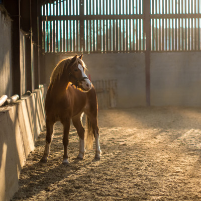 Paard in de bak