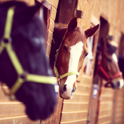 Paarden in de stal