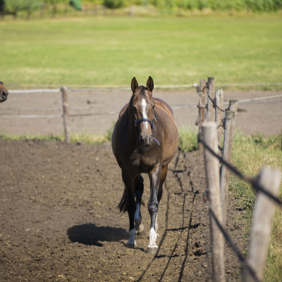 Btw-tarieven in de paardenbranche: een overzicht