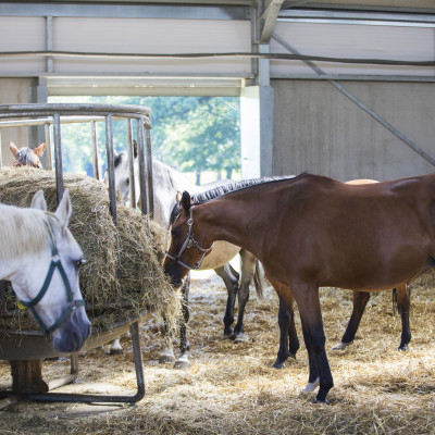 Paarden in de stal eten hooi