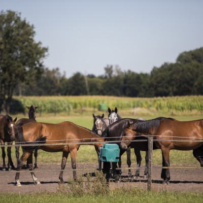 fiscaal aantrekkelijk groen paardenparadijs