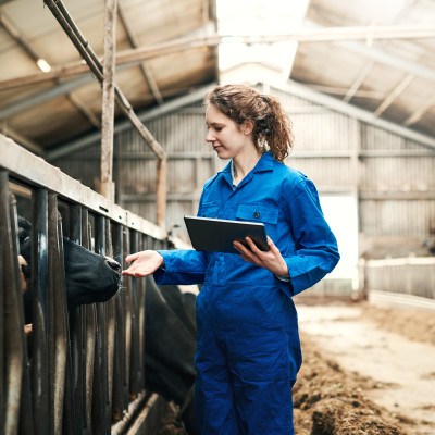 koeien in stal met medewerker