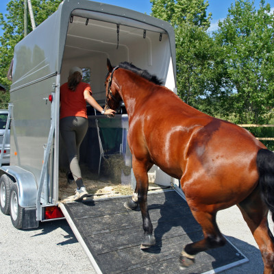 Paard_in_trailer