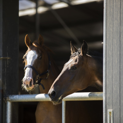 Paarden in stal