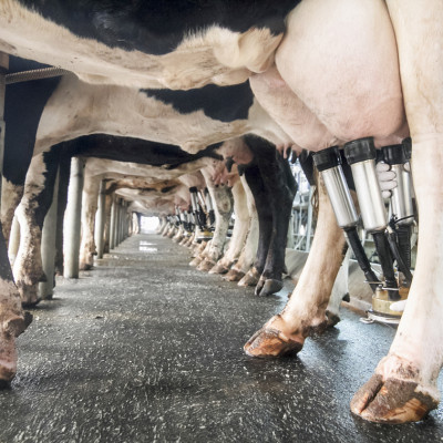 Melkmachine aan uiers koe