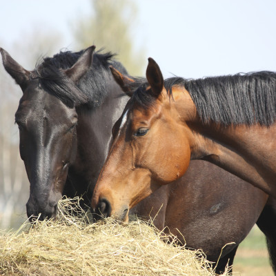 Paarden eten stro