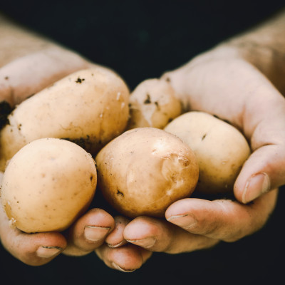 Aardappelen