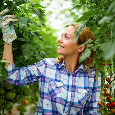 Een medewerker in een tuinbouwkas