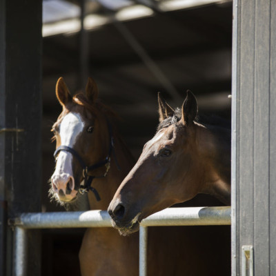 Paarden op stal