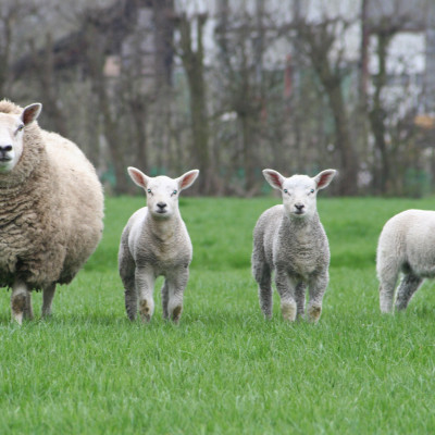 Subsidieregeling schade wolven provincie Gelderland