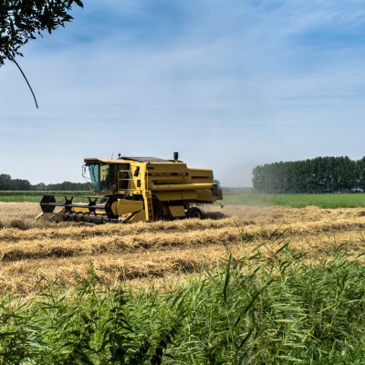 Verplicht rustgewas op zand- en lossgrond